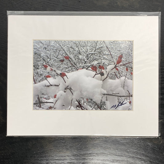 Barberry Snow