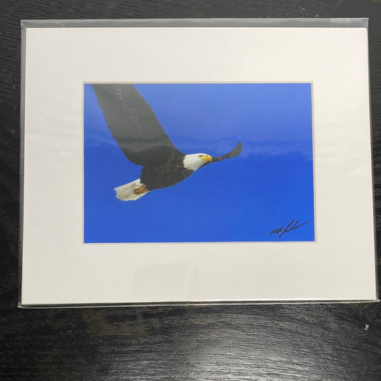 Bald Eagle over Lake Gibson