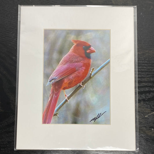 Northern Cardinal