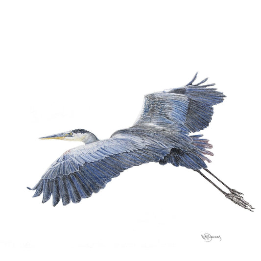 Great Blue Heron - illustration