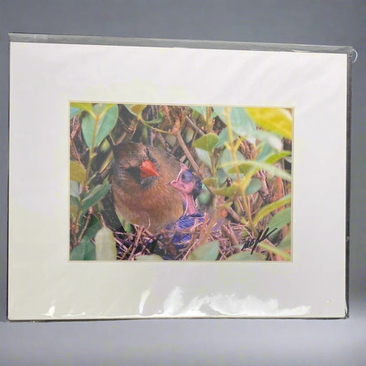 Cardinal Feeding