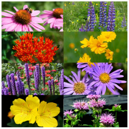 wildflower seed bombs