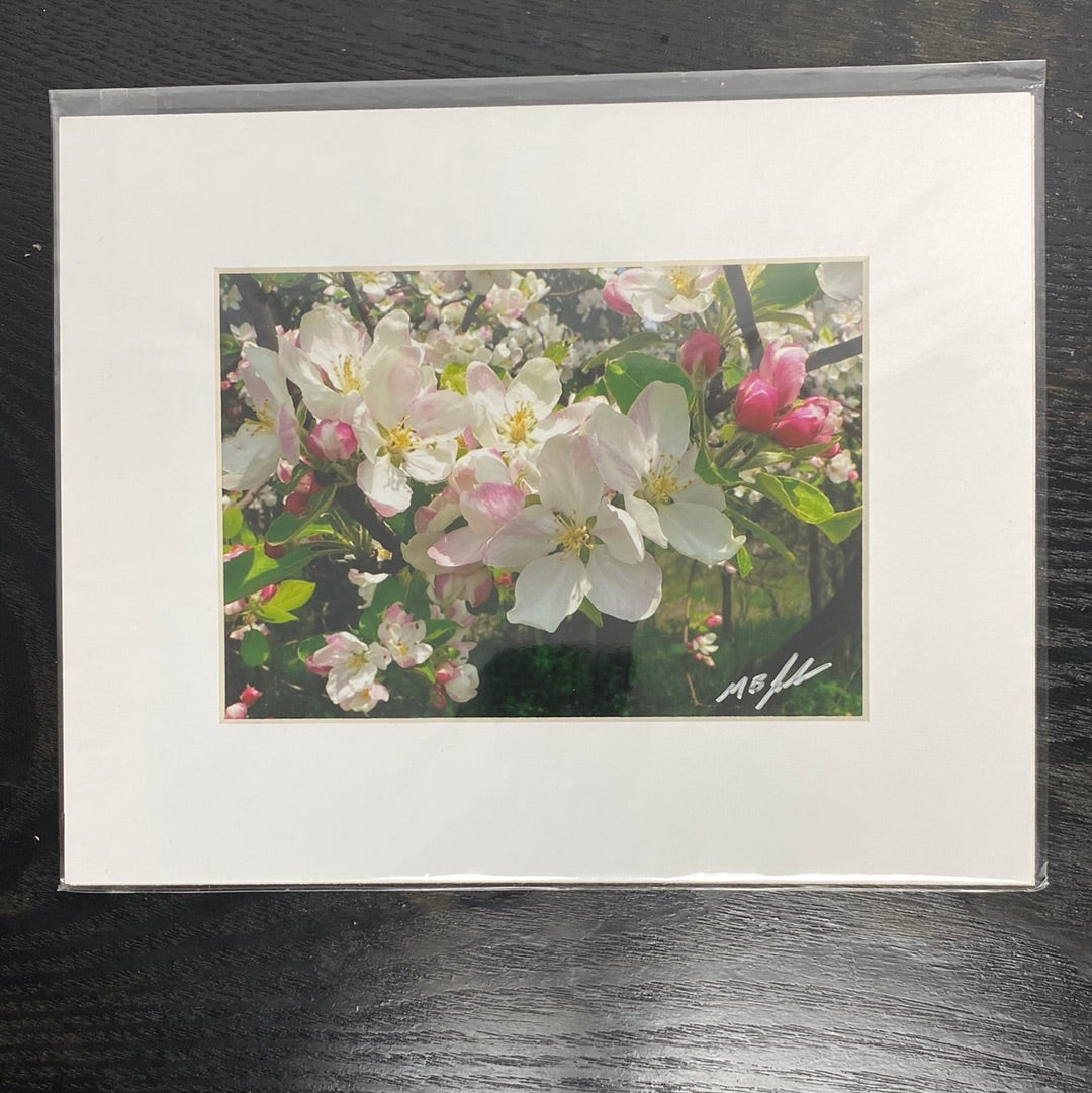 Apple Blossoms