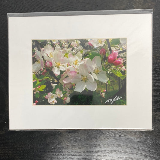 Apple Blossoms