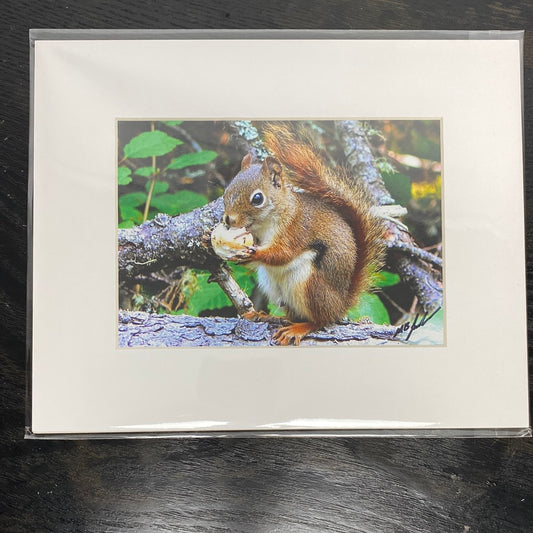Hungry Red Squirrel