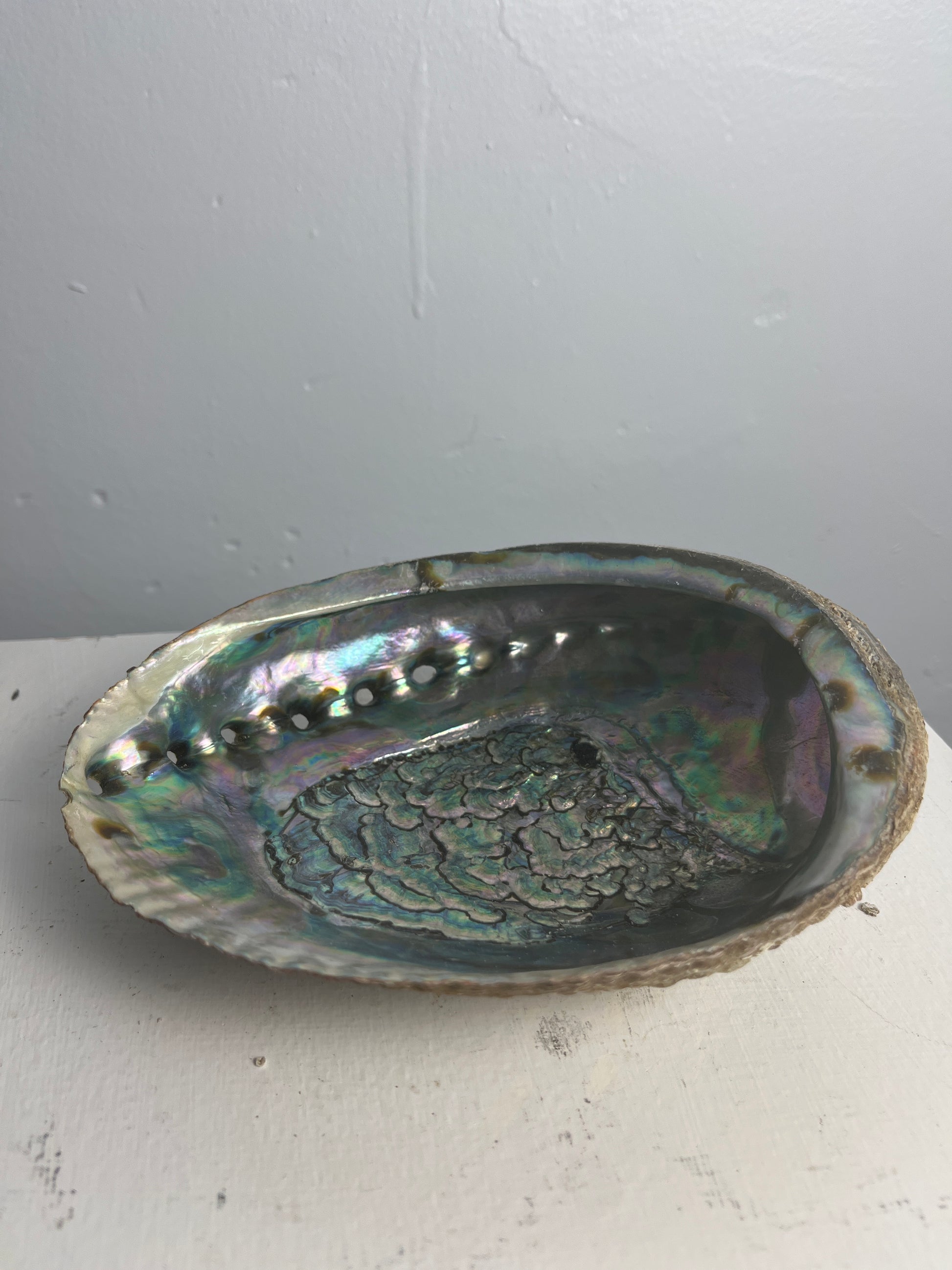 Abalone shell