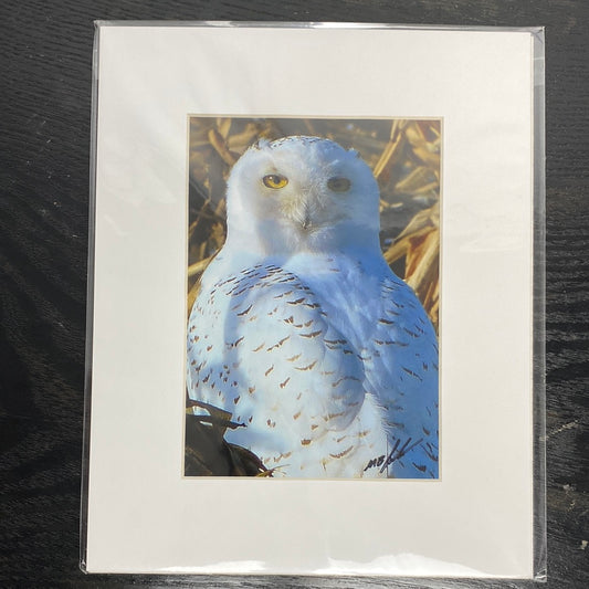 Snowy Owl