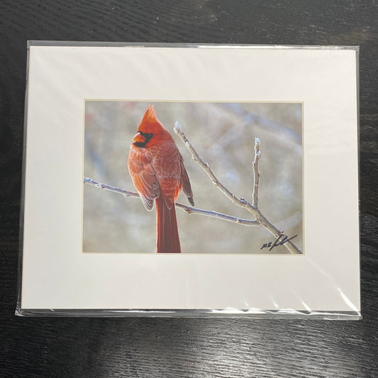Red Cardinal