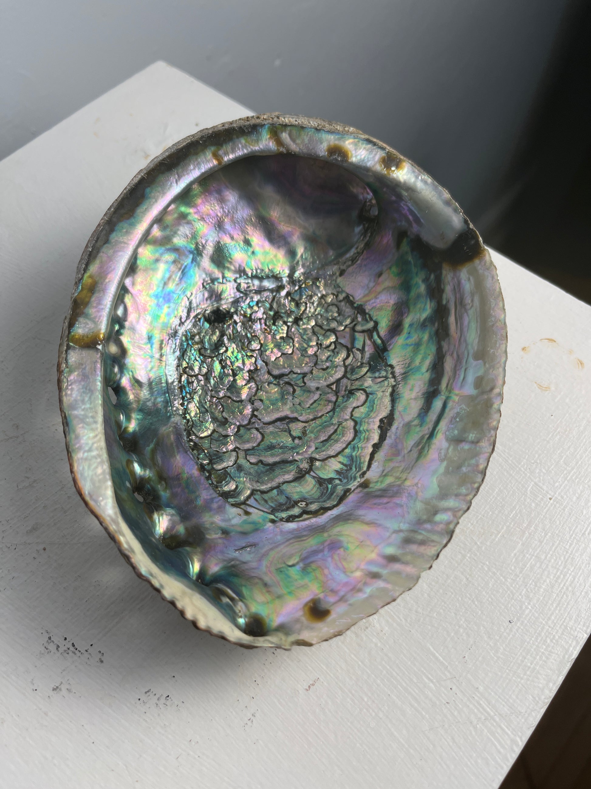 Abalone shell