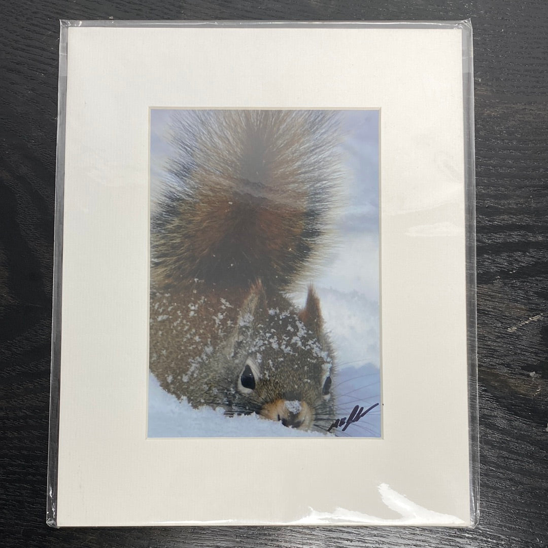 Squirrel Photp
