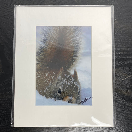 Squirrel Photp