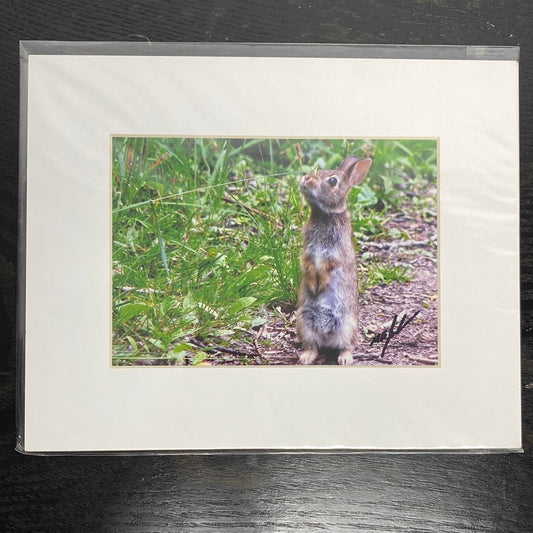 Cottontail