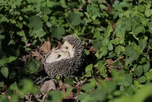 Hedgehog Laying on His Back