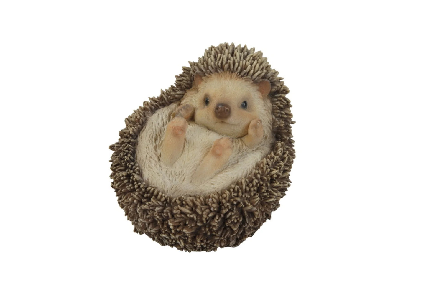 Hedgehog Laying on His Back