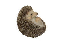 Hedgehog Laying on His Back