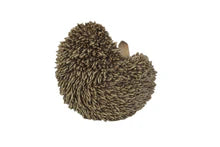 Hedgehog Laying on His Back