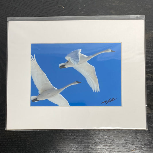 Tundra Swans