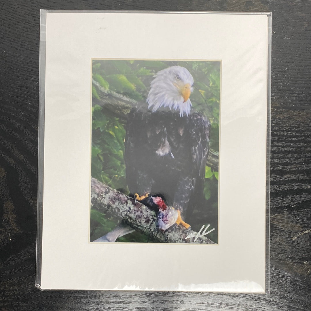 Bald Eagle