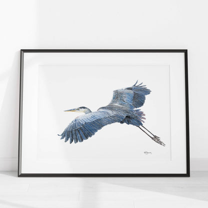 Great Blue Heron - illustration