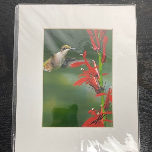 Humming Bird Feeding