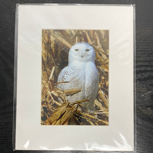 Snowy Owl