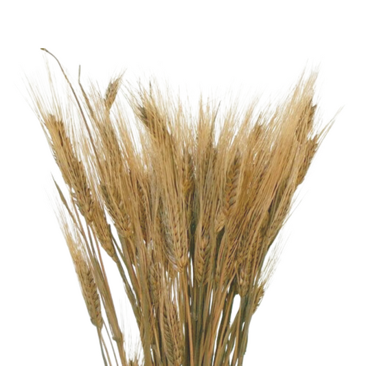 Wheat Stems