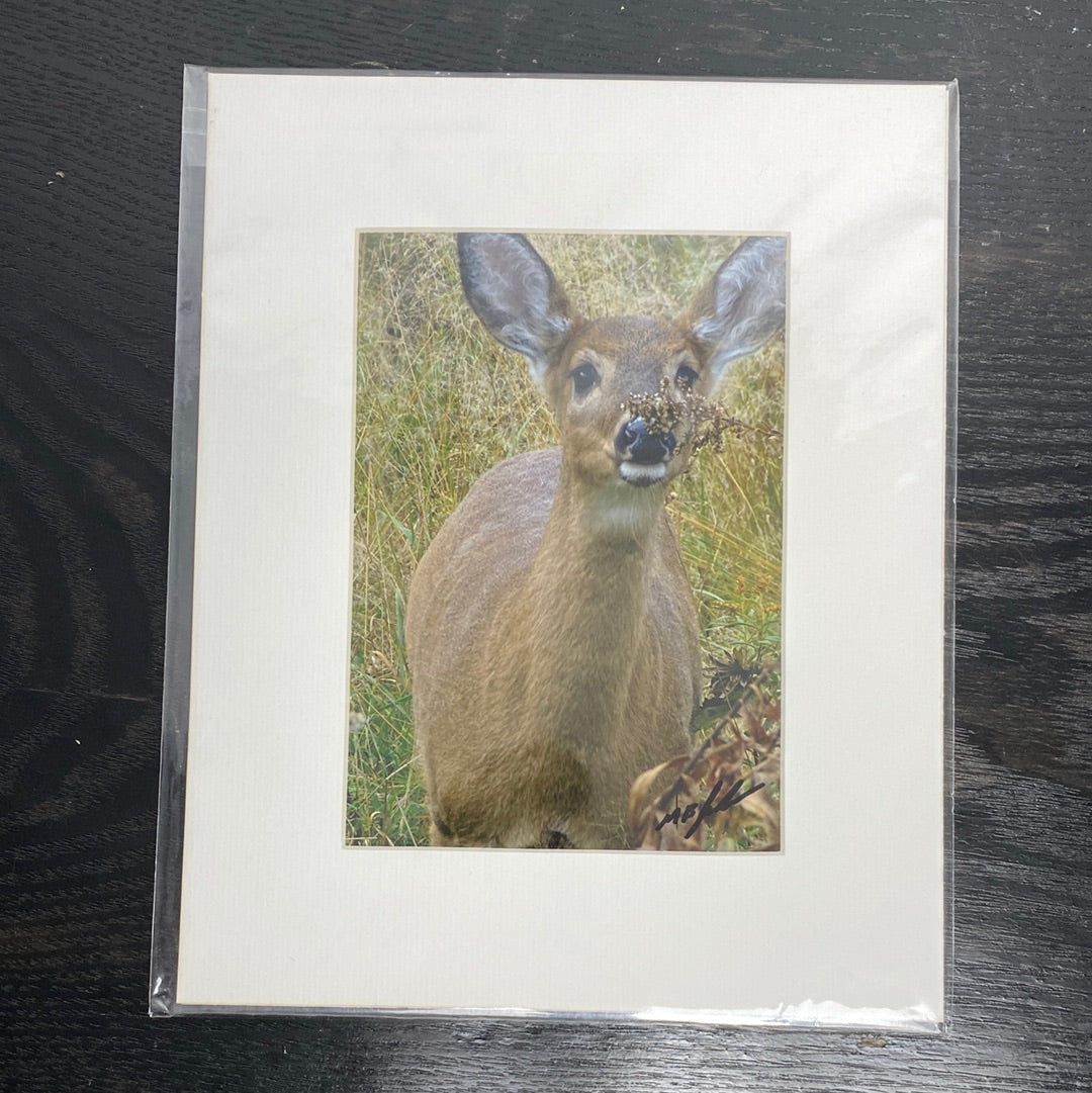 White Tailed Deer Photo