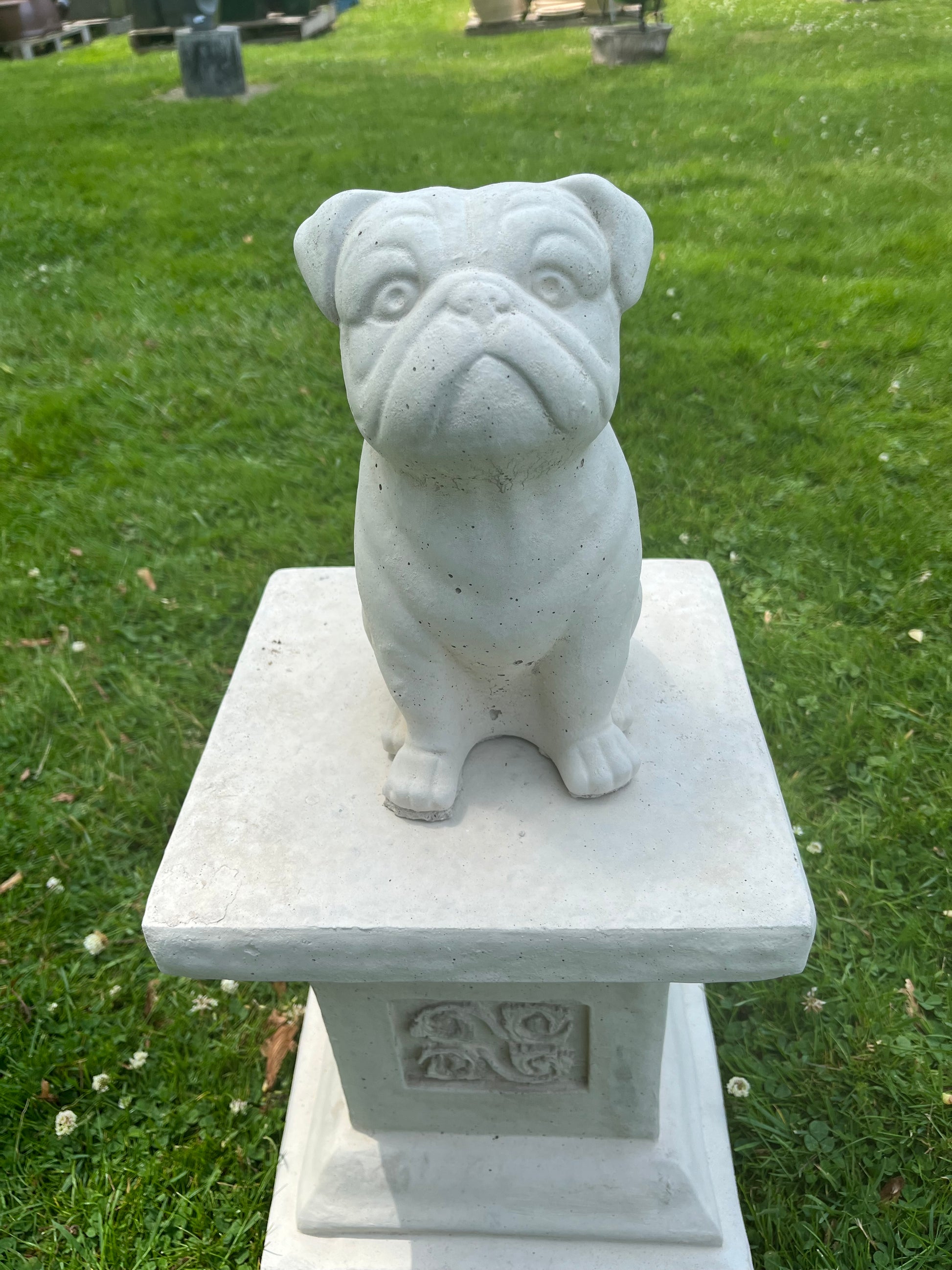 concrete bulldog