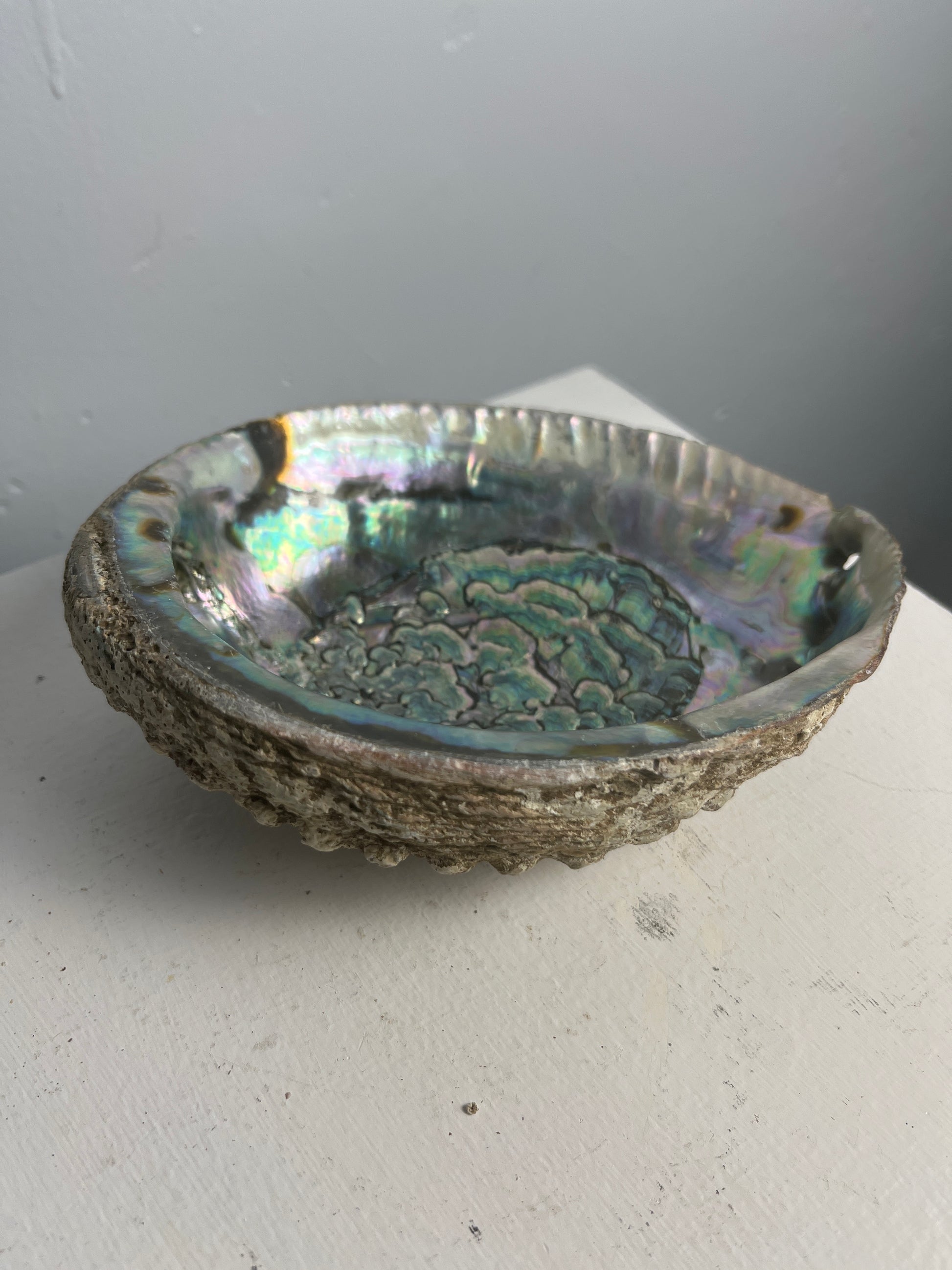 Abalone shell
