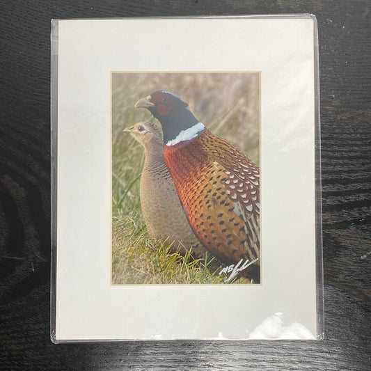 Ring-Necked Pheasants