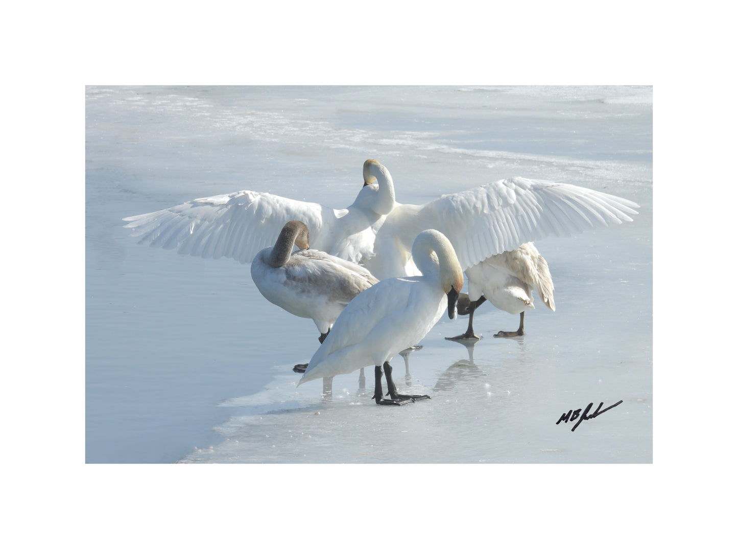 Trumpeter Swan Family