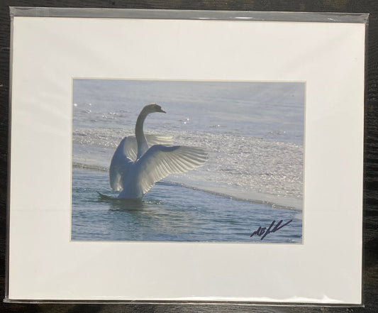 Mute Swan Displaying Photograph