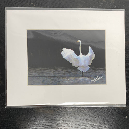 American Egret Photograph
