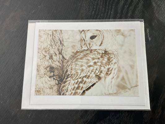 Patti Parker Photography Cards
