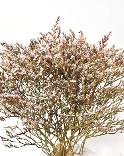 German Statice - Dried Flower