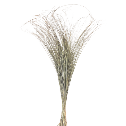 Beach Grass - Dried Floral