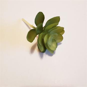 Long Succulents Echeveria 2.5" Diameter