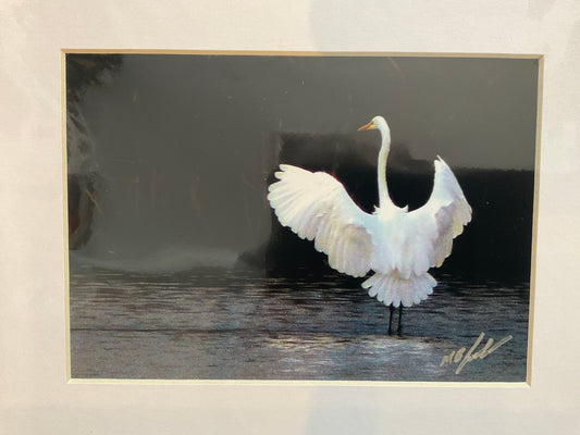 American Egret