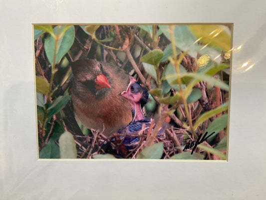 Cardinal Feeding