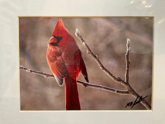 Northern Male Cardinal