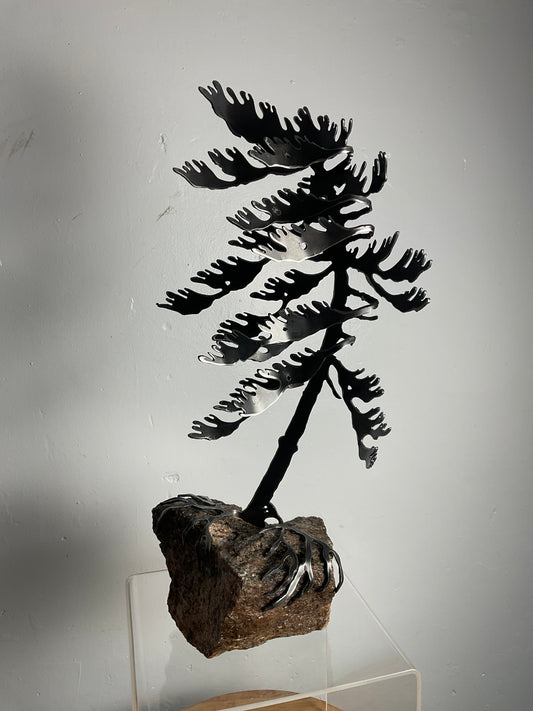 Cathy Mark windswept pine on granite
