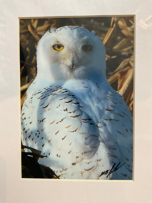 Snowy Owl