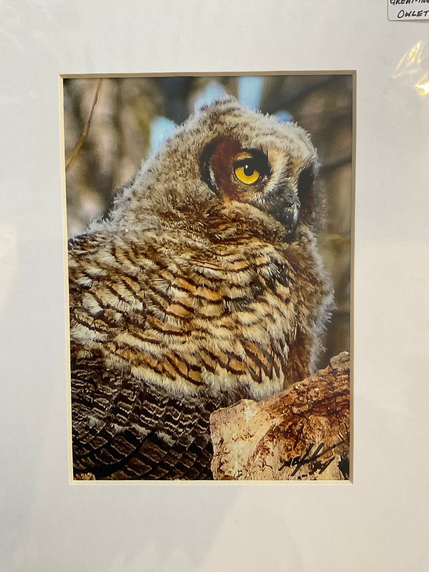 Great Horned Owl