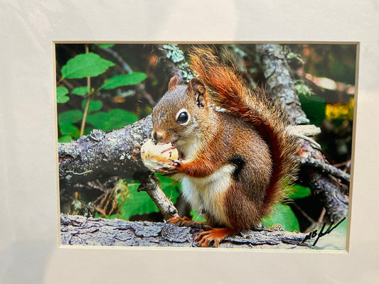 Hungry Red Squirrel Photograph