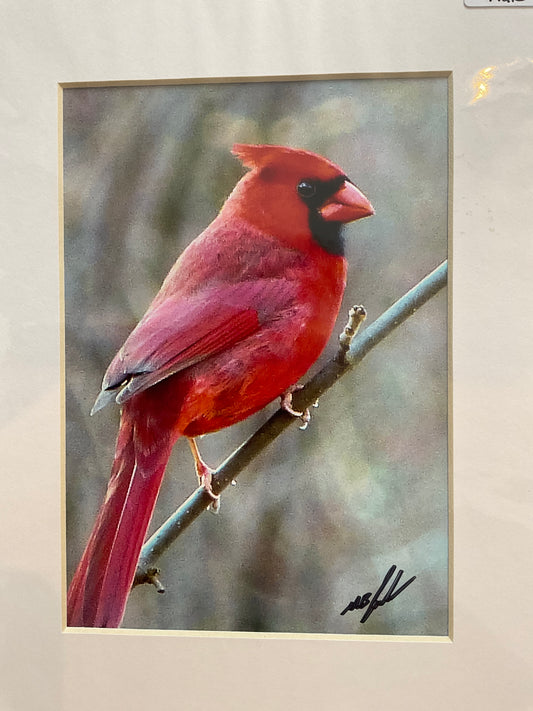 Northern Cardinal