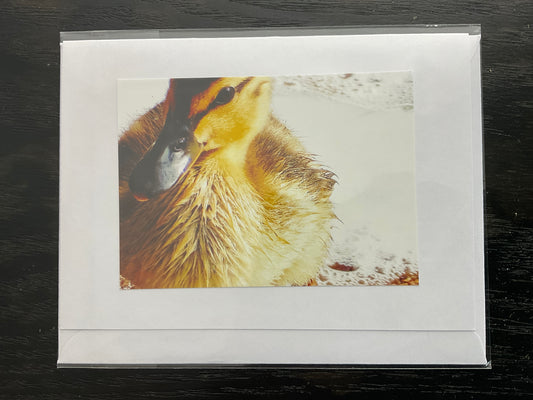 Patti Parker Photography Note Cards