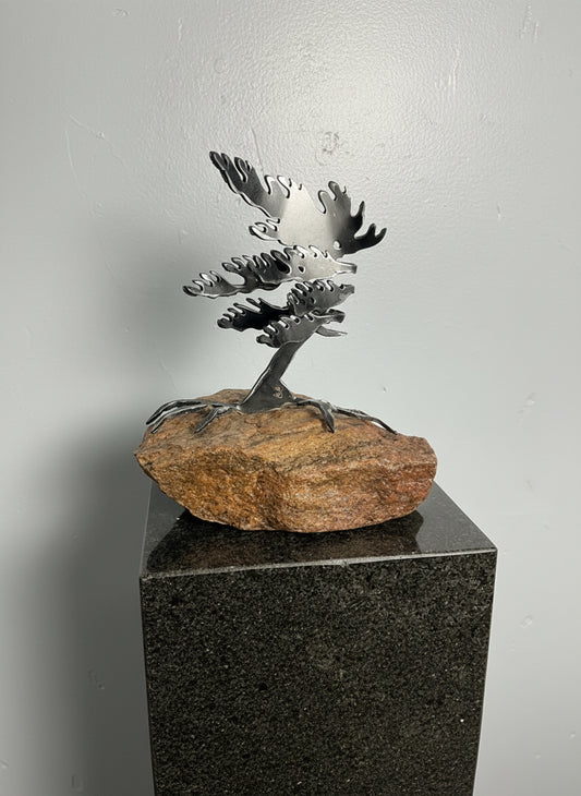 Cathy Mark windswept tree on granite