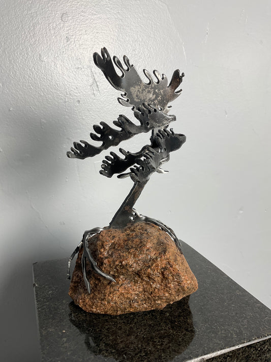 Cathy Mark windswept tree on stone