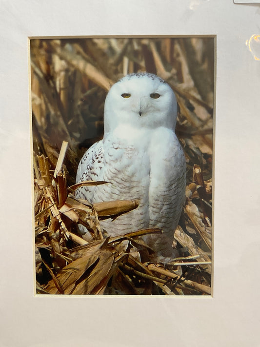 Snowy Owl