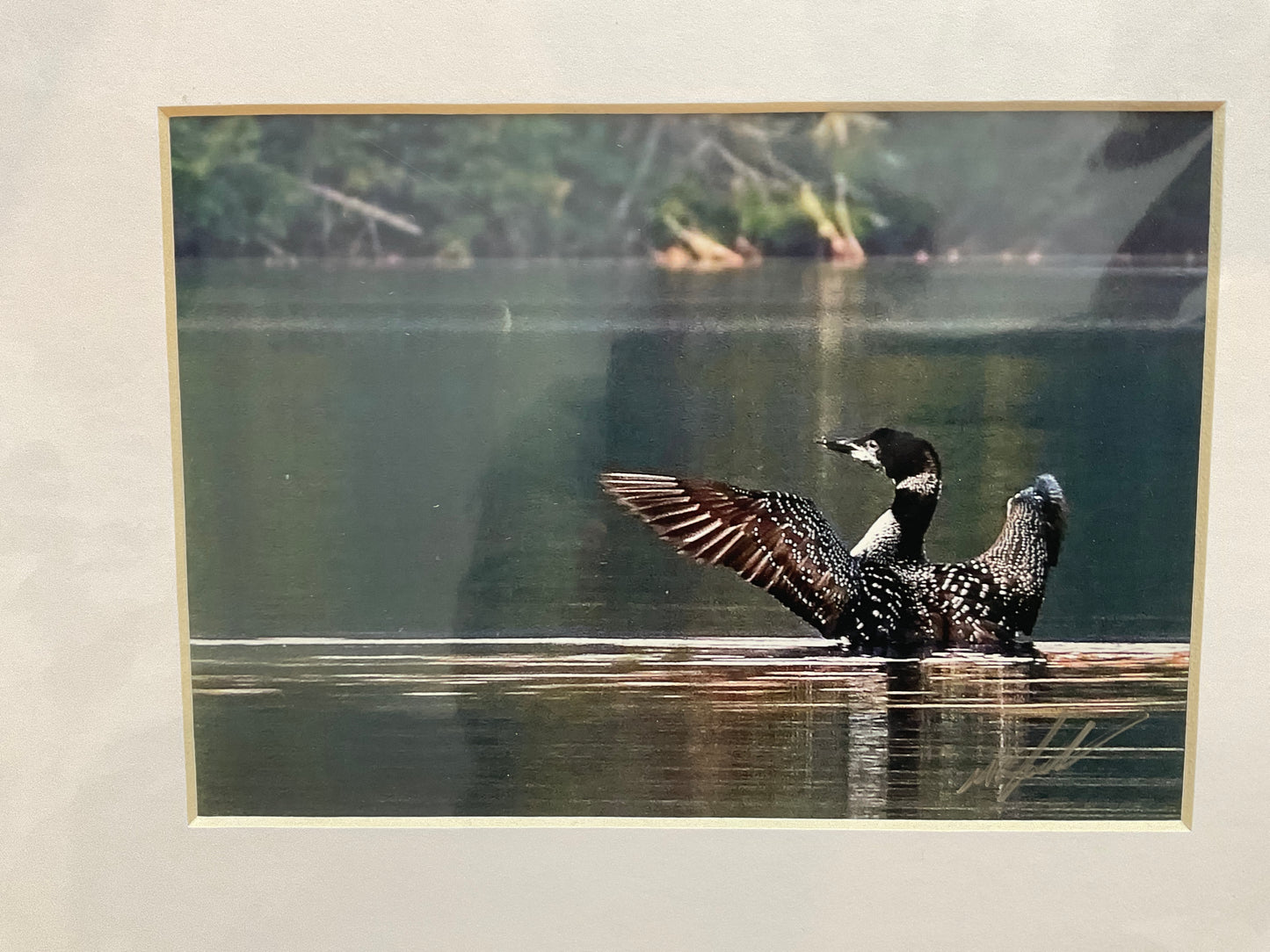Loon Display